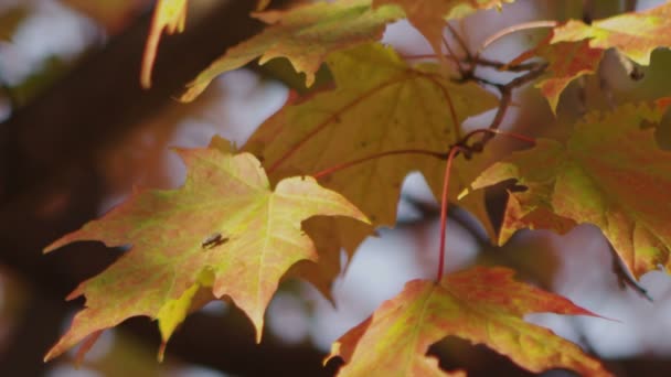 Fall Leaves B Roll 7 — Stock Video