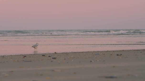 Gaviotas en la playa 1 — Vídeo de stock