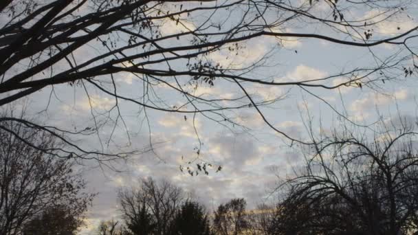 Ağaç günbatımı Dolly atış — Stok video