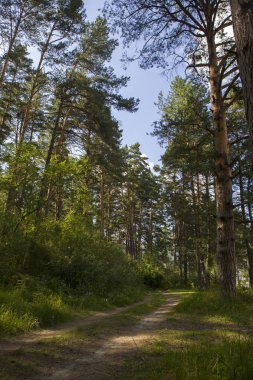 Orman yolu yaprak döken bir ormandan geçiyor.