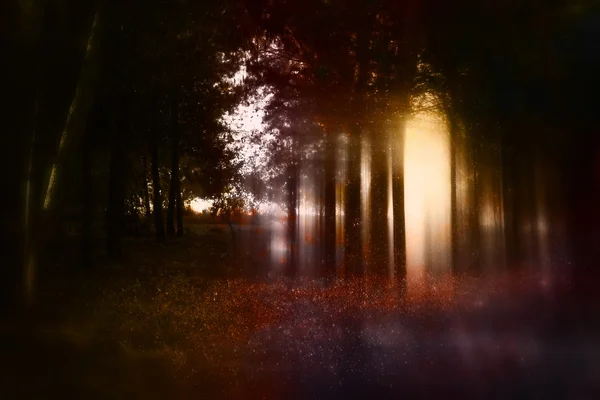 Abstract and mysterious background of blurred forest — Stock Photo, Image