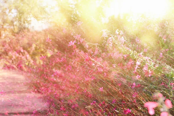 Doppelbelichtung der Blüte der Blumenfelder, abstraktes Foto — Stockfoto
