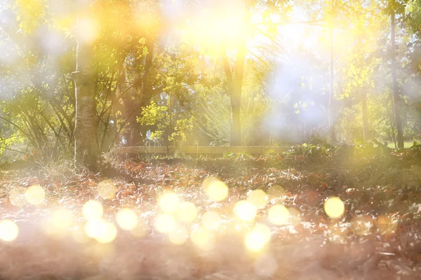 Abstract photo of light burst among trees and glitter bokeh — Stock Photo, Image