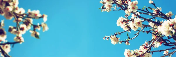 春天樱花树的横幅背景 — 图库照片