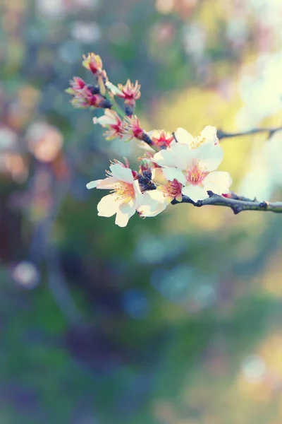 Фон з білого вишневого дерева — стокове фото