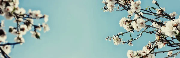 banner background of spring cherry tree