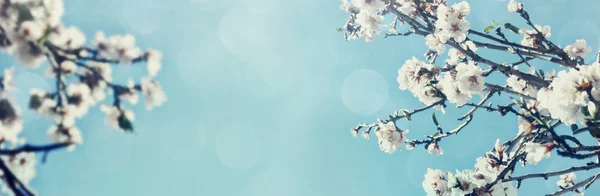 Abstrakta suddig banner av våren cherry tree — Stockfoto