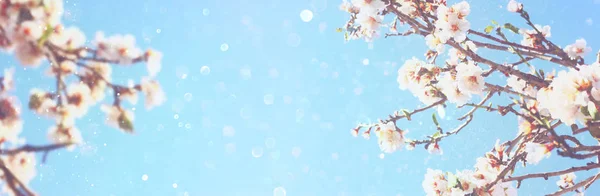 봄 벚꽃 나무의 추상 흐리게 배너 — 스톡 사진