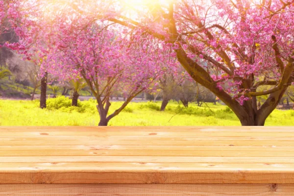 Cherry blossoms tree — Stock Photo, Image