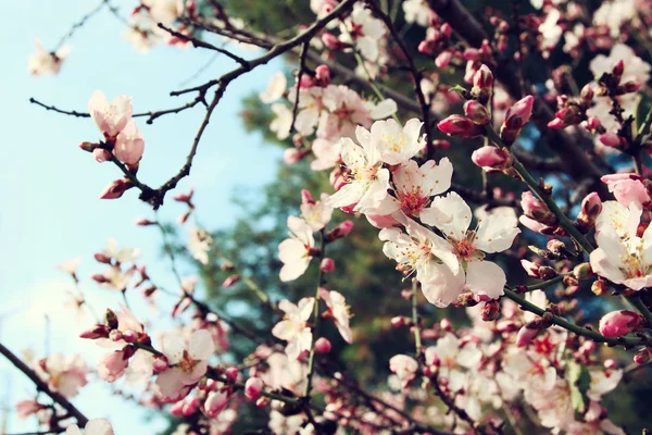 Drzewa wiśniowe kwiaty — Zdjęcie stockowe