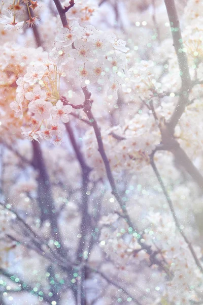 Körsbär blommar trädet — Stockfoto