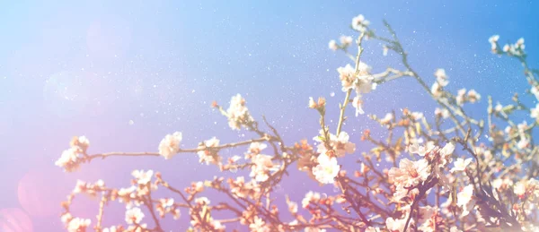 Wiosna wiśnia drzewo — Zdjęcie stockowe