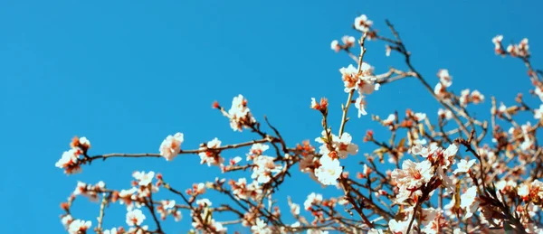 Spring cherry tree — Stock Photo, Image