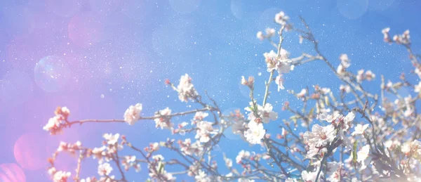 Abstrakte unscharfe Fahne des Frühlingskirschenbaums — Stockfoto