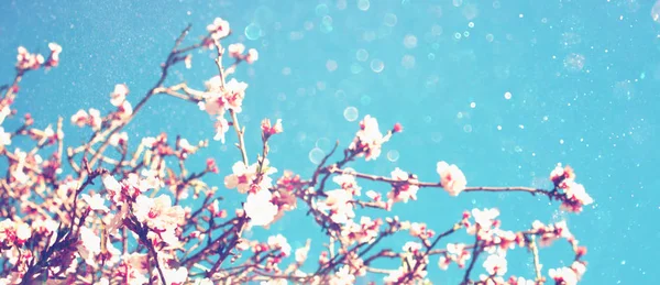 春には桜の木の抽象的なぼやけたバナー — ストック写真