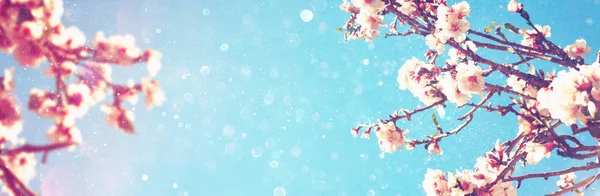 Abstract blurred banner of spring cherry tree — Stock Photo, Image