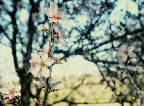 Фон весеннего цветения белой вишни — стоковое фото