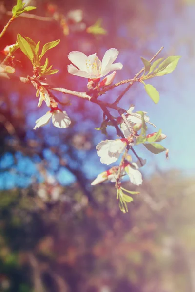 Фон весняного білого вишневого дерева квітів — стокове фото