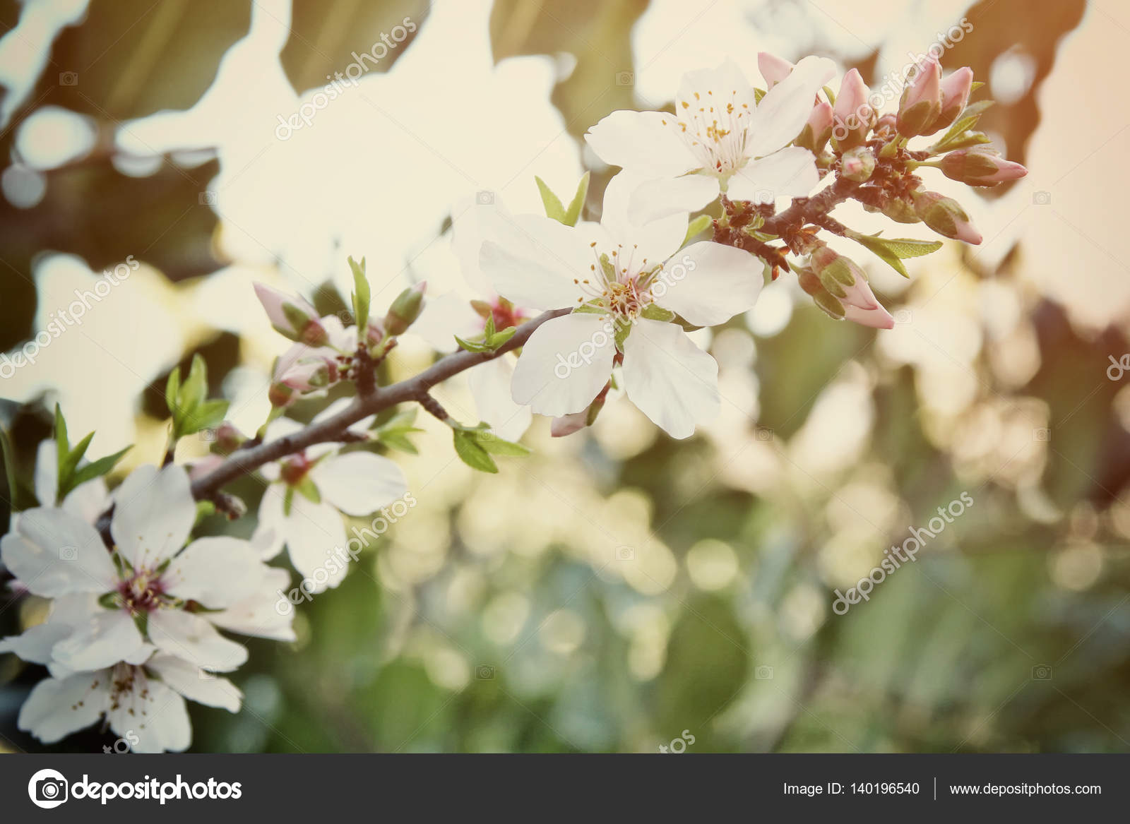 Fondo del árbol de flores de cerezo blanco de primavera: fotografía de  stock © tomert #140196540 | Depositphotos