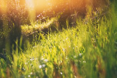 güneş ışığına karşı çimen