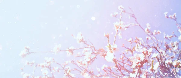 Streszczenie transparent niewyraźne wiosna wiśnia drzewo — Zdjęcie stockowe