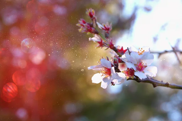 Fondo abstracto de cerezo blanco — Foto de Stock