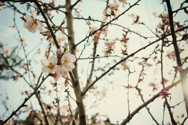 Фон весеннего цветения белой вишни — стоковое фото