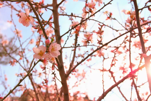 봄 하얀 벚꽃 나무의 배경 — 스톡 사진