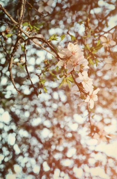 Achtergrond van lente wit kersenbloesem boom — Stockfoto