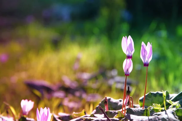 Imagen soñadora de flores de ciclamen floreciendo — Foto de Stock