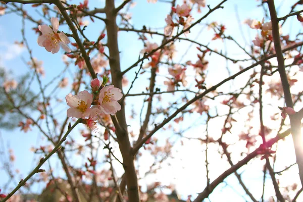 Fondo del árbol de flores de cerezo blanco de primavera —  Fotos de Stock