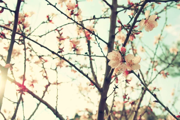 春天白色的樱花树的背景 — 图库照片