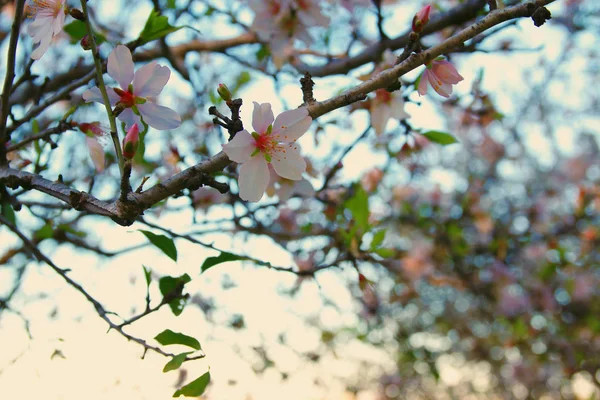 春天白色的樱花树的背景 — 图库照片