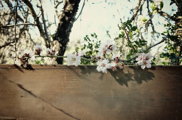 Vår vita körsbärsblommor träd och gamla träskylt — Stockfoto