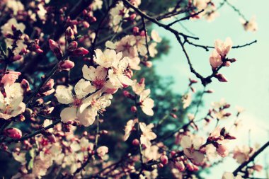 arka plan bahar beyaz kiraz çiçekleri ağacının