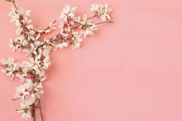 Изображение весеннего цветения белой вишни — стоковое фото