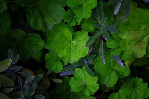 Padrão de folhas verdes — Fotografia de Stock