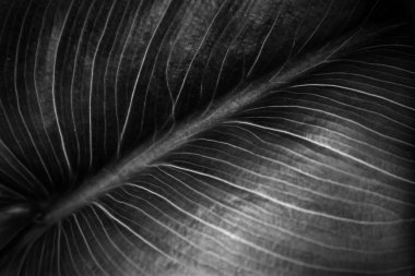 yeşil yaprak desen ve detay görüntü kadar kapatın. 