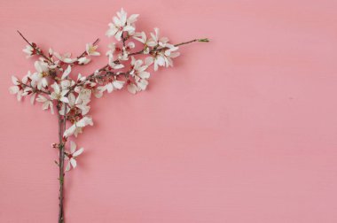 Beyaz kiraz çiçekleri ağaç bahar görüntüsünü