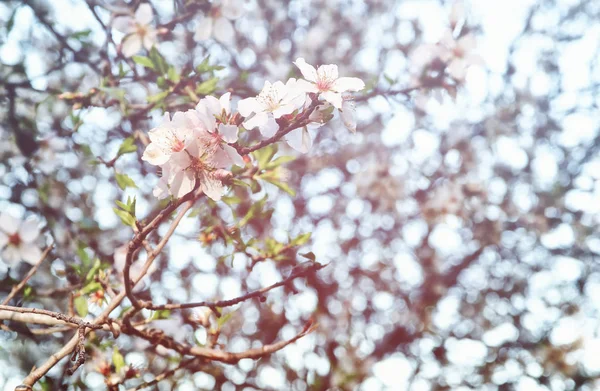Tło wiosna białe wiśniowe kwiaty drzewo — Zdjęcie stockowe