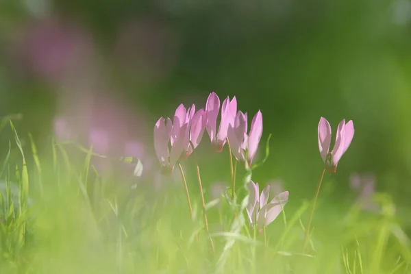 Imagen soñadora de flores de ciclamen — Foto de Stock