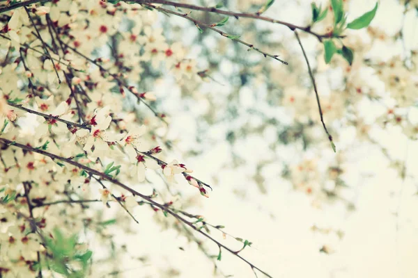 Background of spring white cherry blossoms tree — Stock Photo, Image