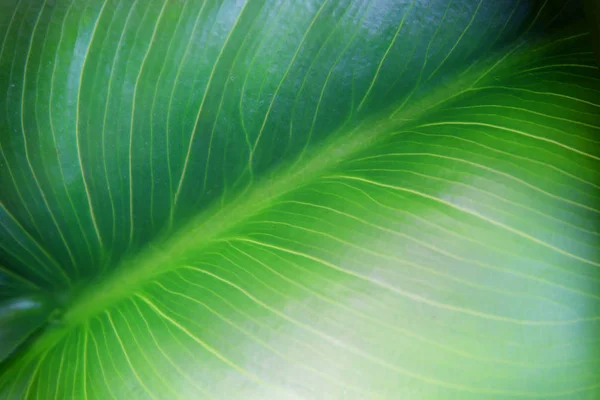 Nahaufnahme Bild des grünen Blattes — Stockfoto