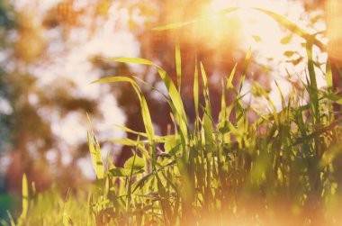 Taze yeşil çimenler 