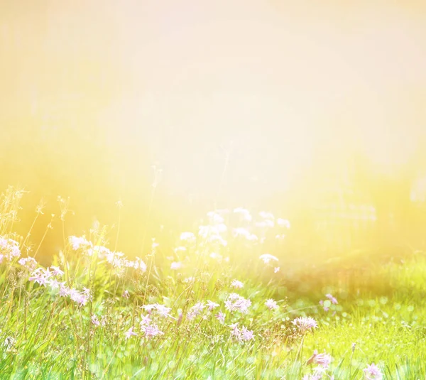 Dreamy spring wildflowers — Stock Photo, Image