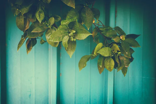 Зеленые листья на синий — стоковое фото