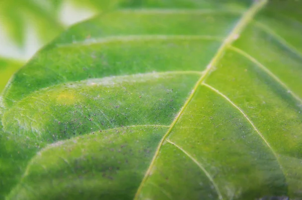 녹색 잎 무늬 — 스톡 사진