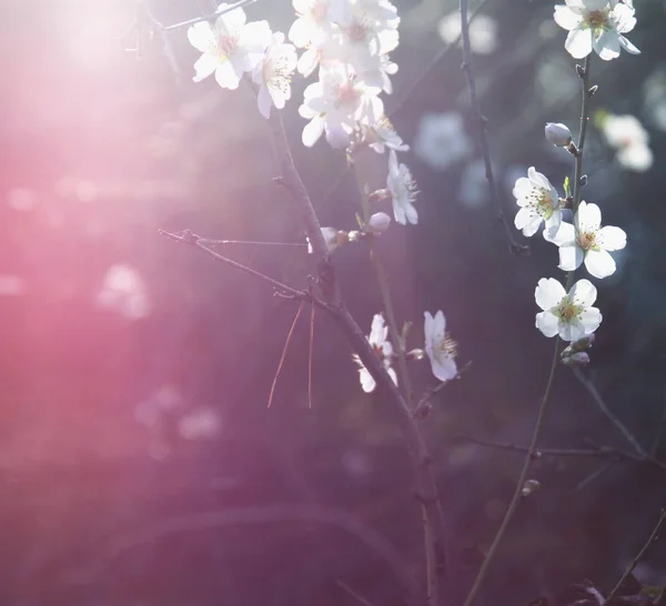 Våren vit körsbär blommar trädet — Stockfoto