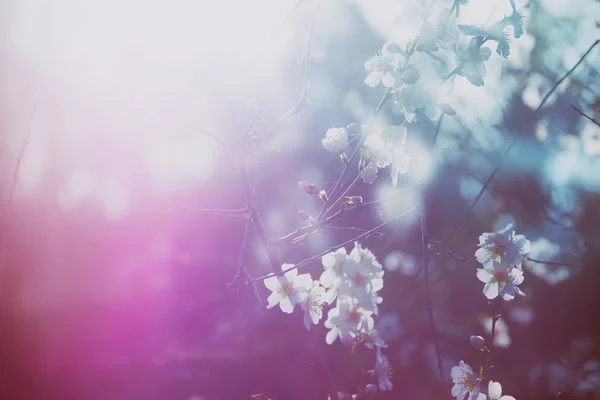 Ağaç bahar beyaz kiraz çiçekleri — Stok fotoğraf