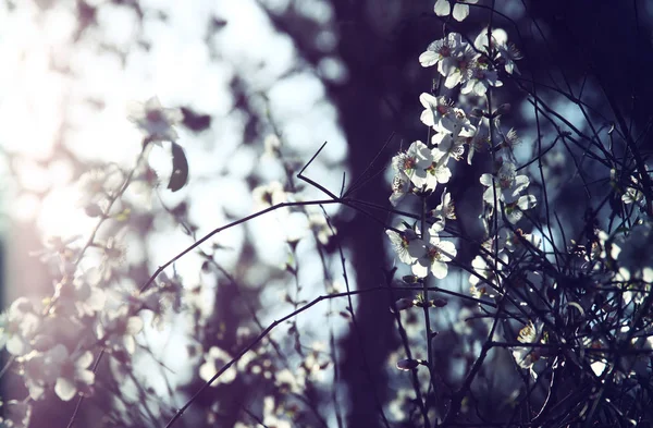 Spring white cherry blossoms tree — Stock Photo, Image